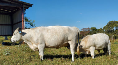 British White Cow - Dam of Brite Saxon, future herd sire at JWCC.