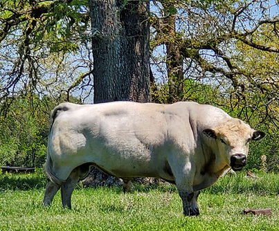 British White Bull