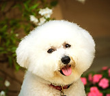 Sigmund_Bichon_edited.jpg