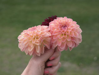Dahlia flowers