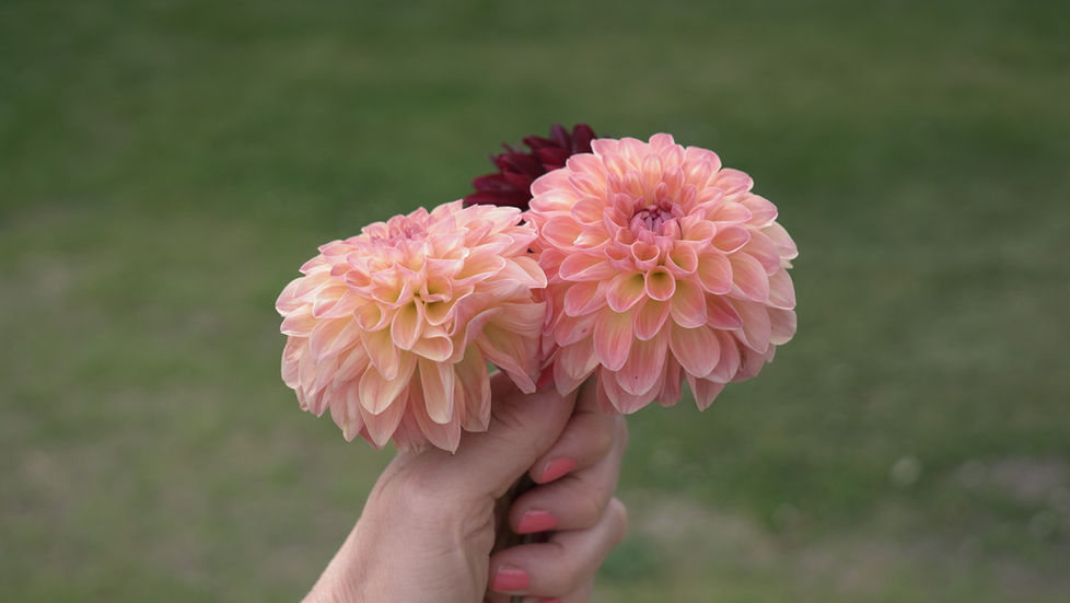 Dahlia flowers