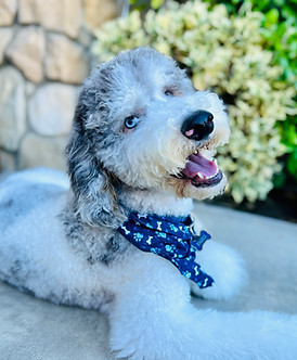 Enzo AKC poodle