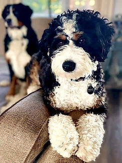 bentley and harley