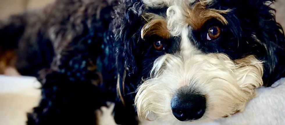 Bentley boy mini bernedoodle
