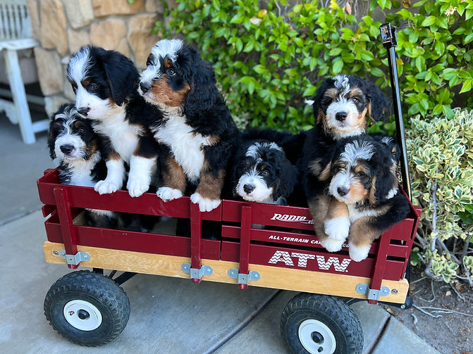 group puppies