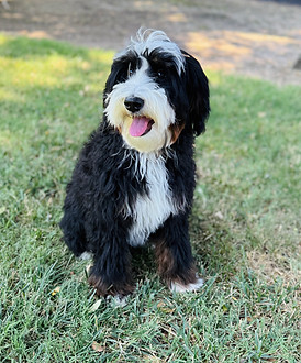 Bugatti doodle daddy