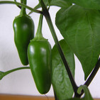 Jalapenos.jpeg