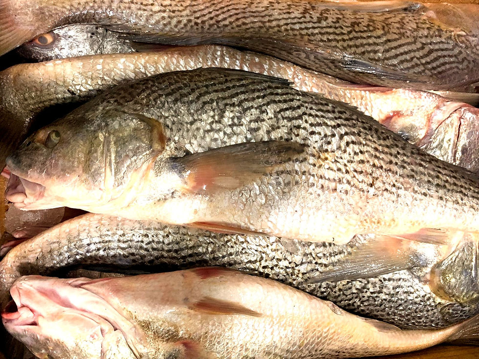 Miniatura: Corvina rubia entera x  2 kgs ( $ 10.500 EL KG )