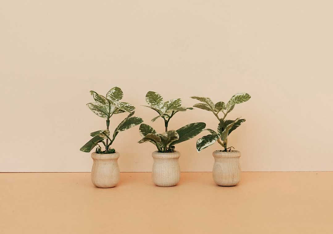 Hypoestes Potted Plant