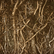 brown tree roots_edited_edited_edited.jp