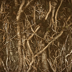 brown tree roots_edited_edited_edited.jp