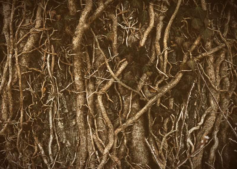 roots
