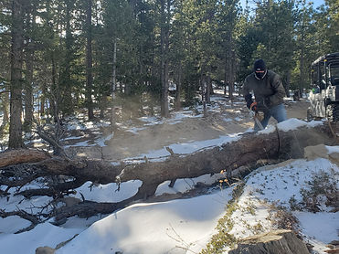 downed tree on trail