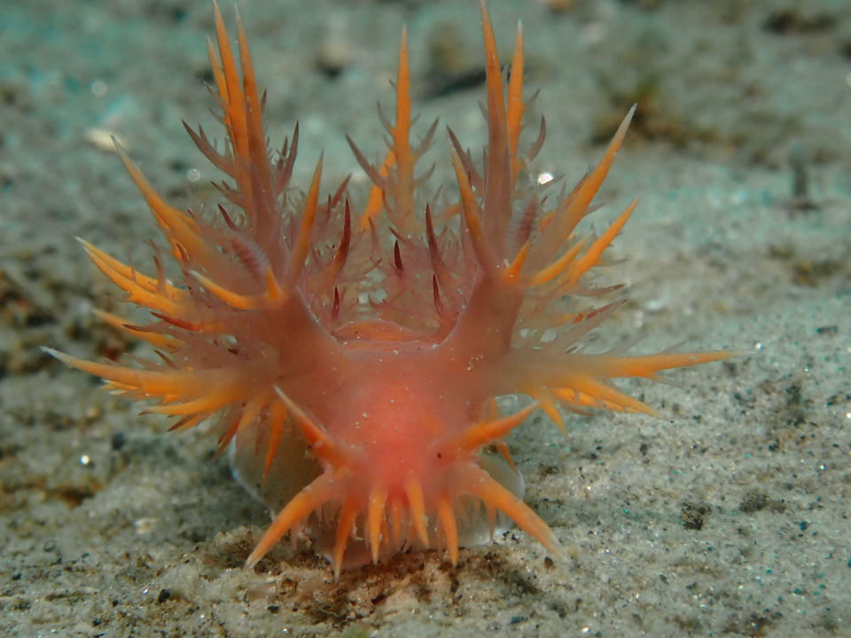 Tube Anemone