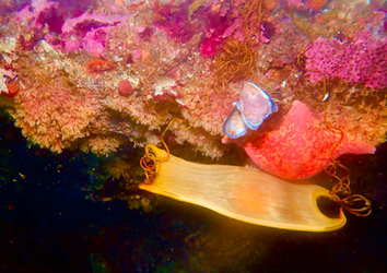 Swell Shark Egg Case