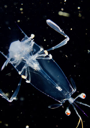 Larval mantis shrimp