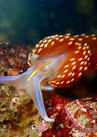 Hermissenda crassicornis and Tonicella lineata