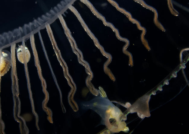 Philippine larval  fish hitching a ride on a jelly.