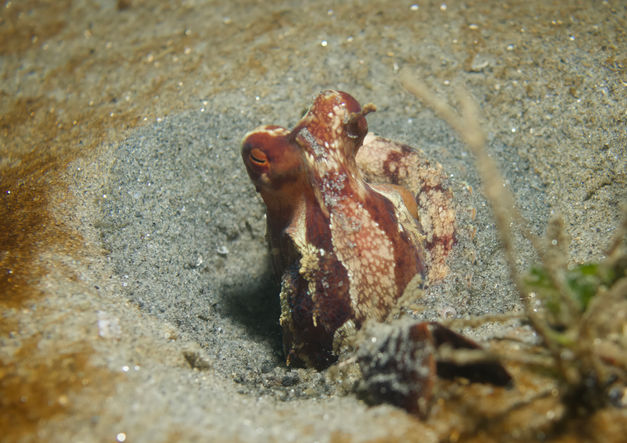 East Pacific Red Octopus-Octopus rubescena