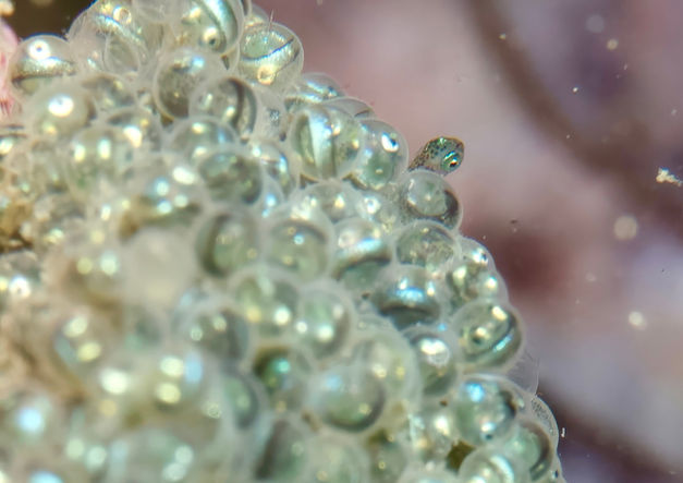 Hatching Cabezon