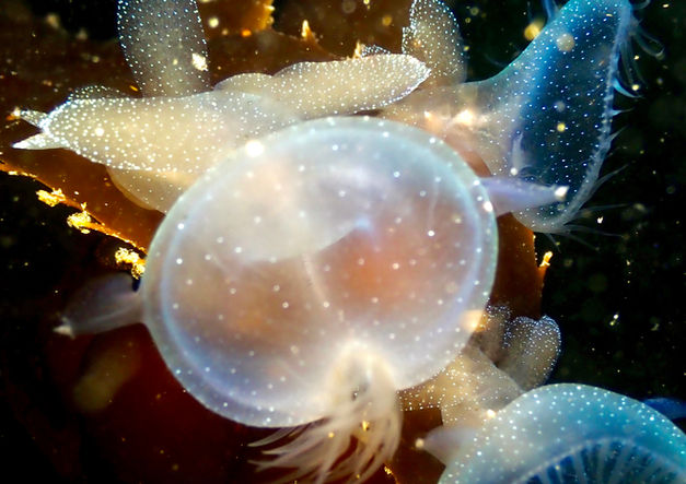 Monterey Melibe leonina