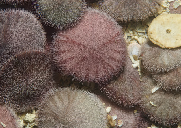 A bank of Sand Dollars