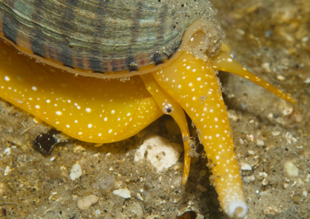 Carpenter's Turrid
(Megasurcula carpenteriana )