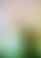 Macrocystis pyrifera