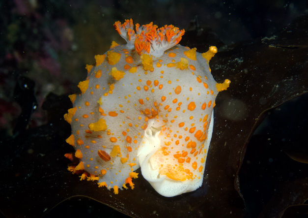  Cockerell’s dorid and eggs 