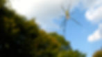 nephila clavata.jpg