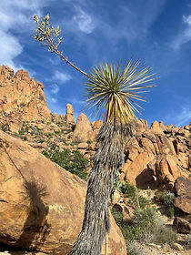 yucca in bbnp 2023.jpg