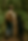 kid walking in the forrest website .png