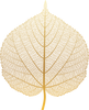 leaf-joanna-nahum.png