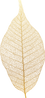 leaf4-joanna-nahum.png