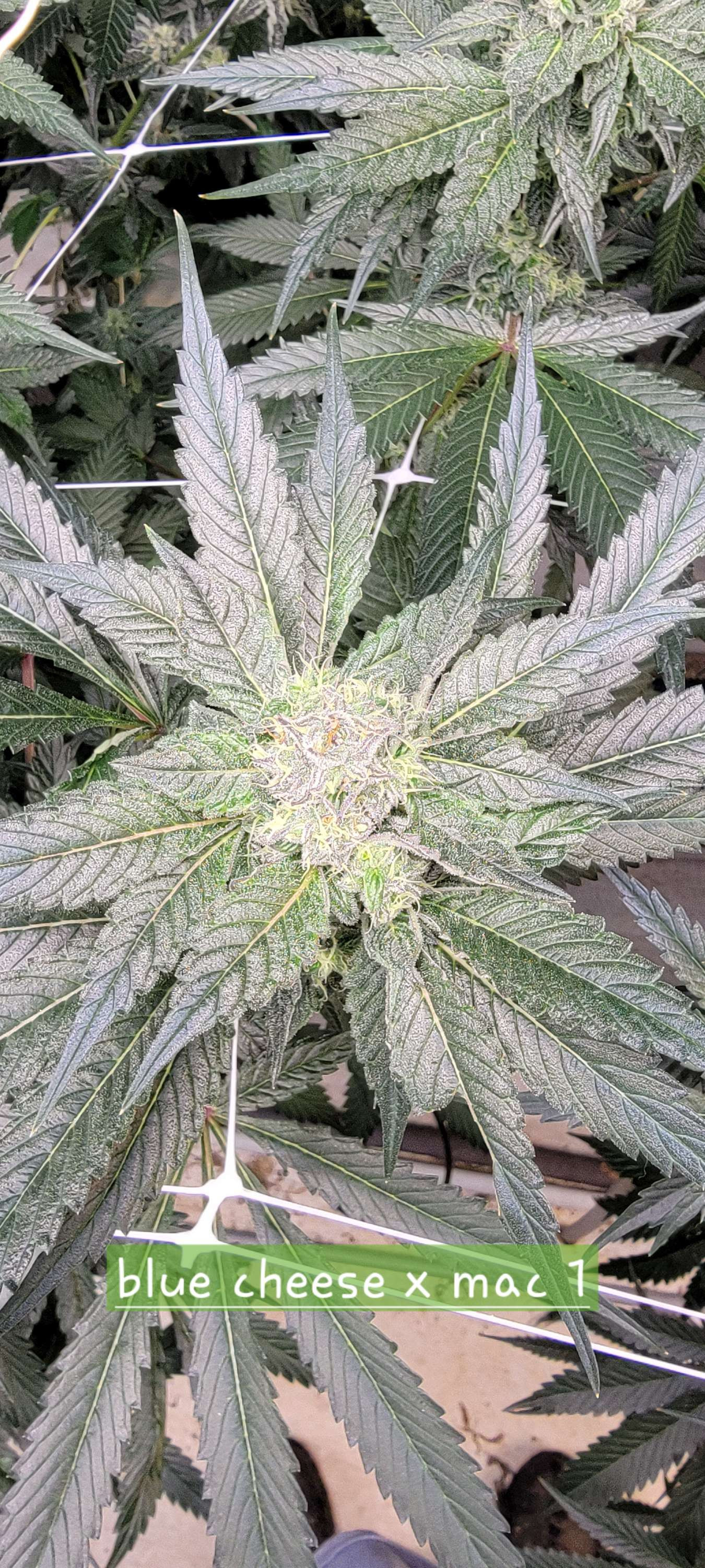 Bluecheese x Mac 1