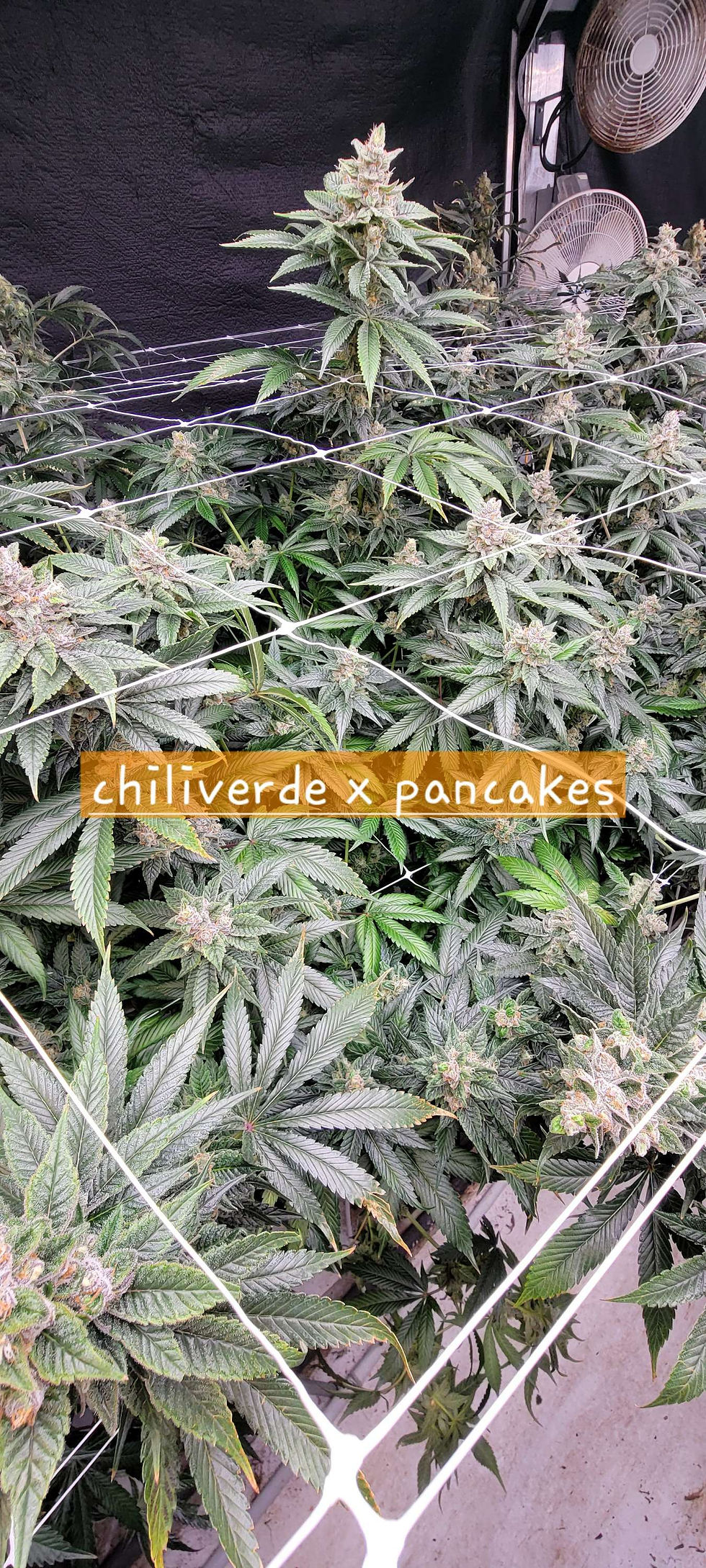 Thumbnail: ChiliVerd x Pancakes