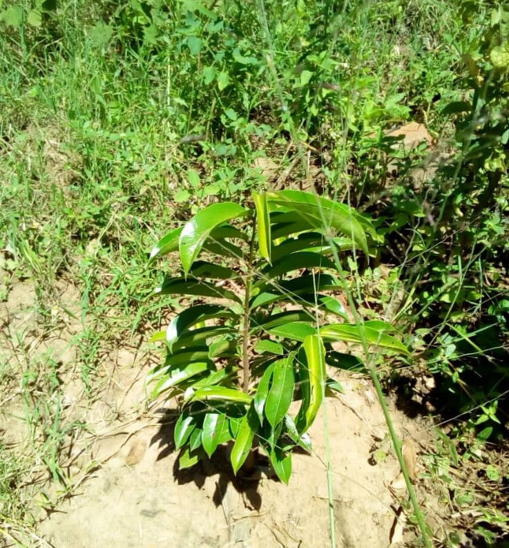 Macadamia trees growing in Uganda