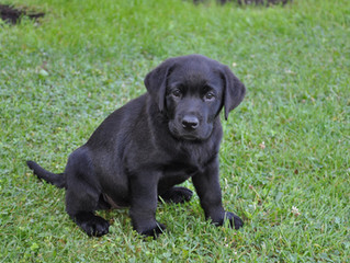 Help! I have a new puppy!