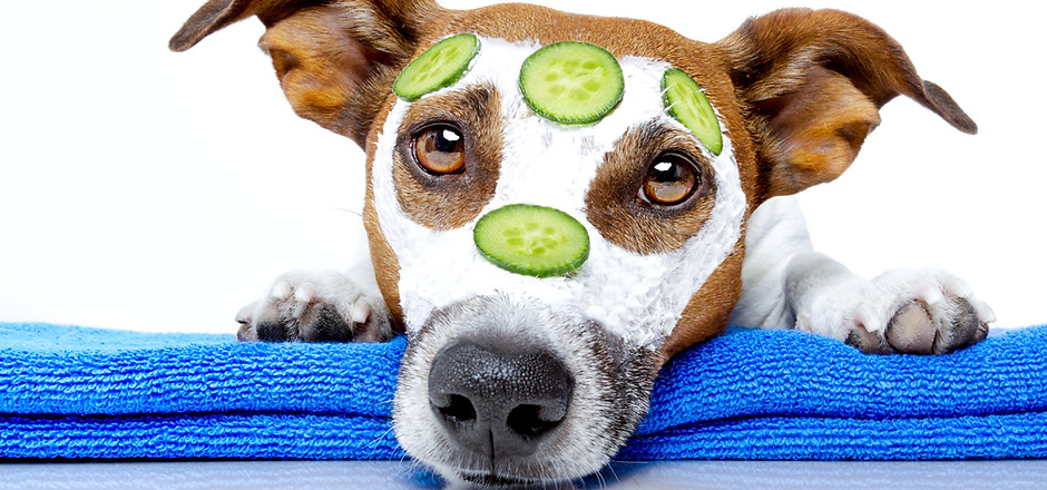 Dog Spa