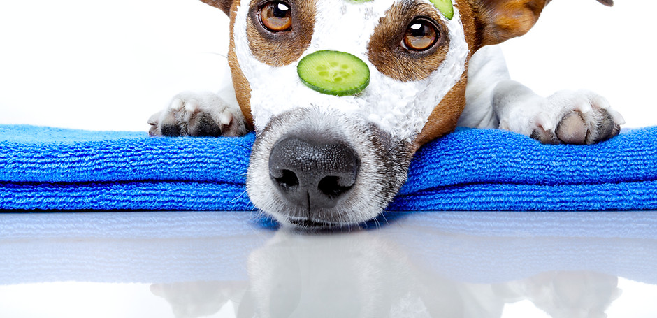 Dog Spa