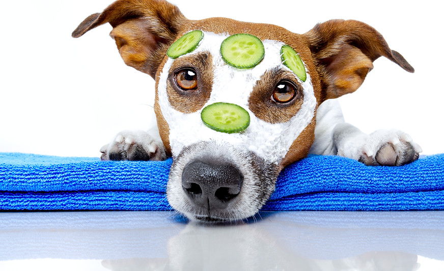 Dog Spa
