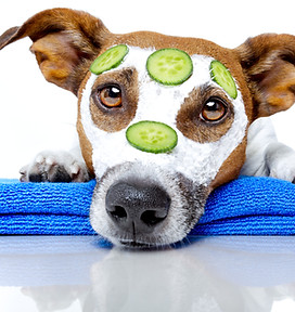 Dog Spa