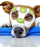 Dog Spa