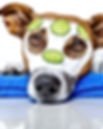 Dog's Portrait