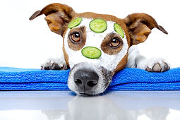 pet supplies