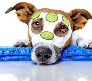 Dog Spa