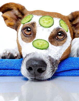 Dog Spa