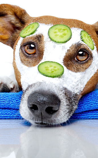 Dog Spa