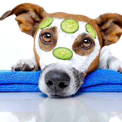The Consequences of Unmet Needs in Dogs: Understanding the Impact on Behaviour and Training