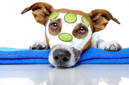 Dog Spa